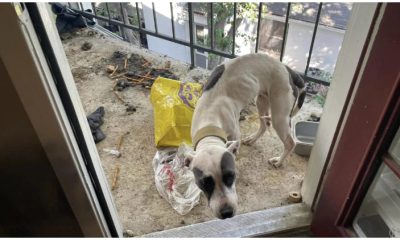 Thin Dog Survives Near-Death Moments After Being Left Alone on Balcony for 3 Weeks Without Food and Water