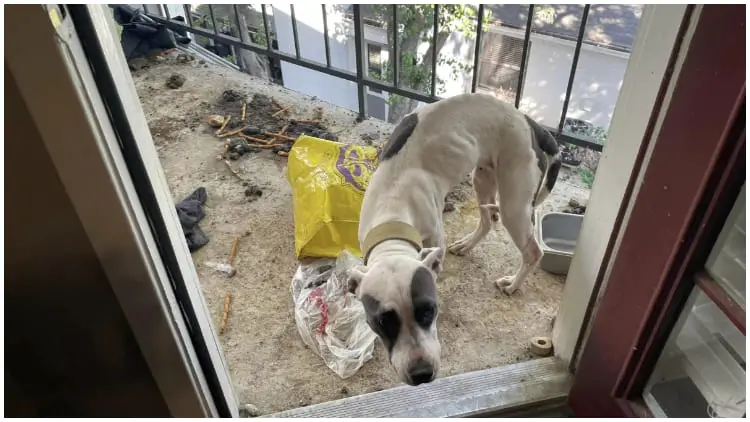 Thin Dog Survives Near-Death Moments After Being Left Alone on Balcony for 3 Weeks Without Food and Water