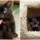 Tiny Kitten with Dwarfism Gets a Permanent Home at This Vet Clinic