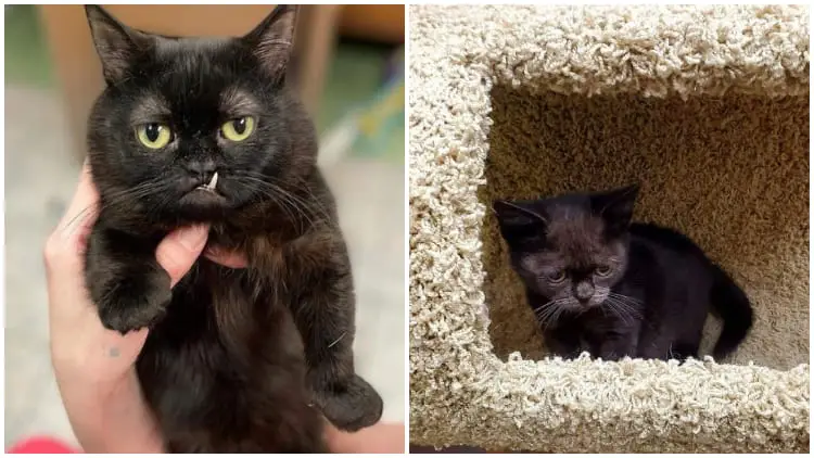 Tiny Kitten with Dwarfism Gets a Permanent Home at This Vet Clinic