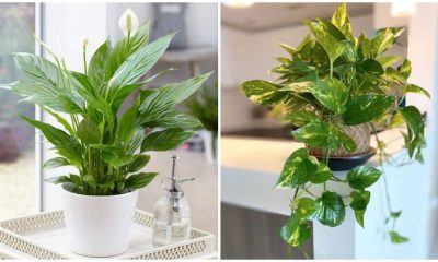 Top 13 Houseplants To Help You Sleep Better