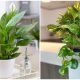 Top 13 Houseplants To Help You Sleep Better