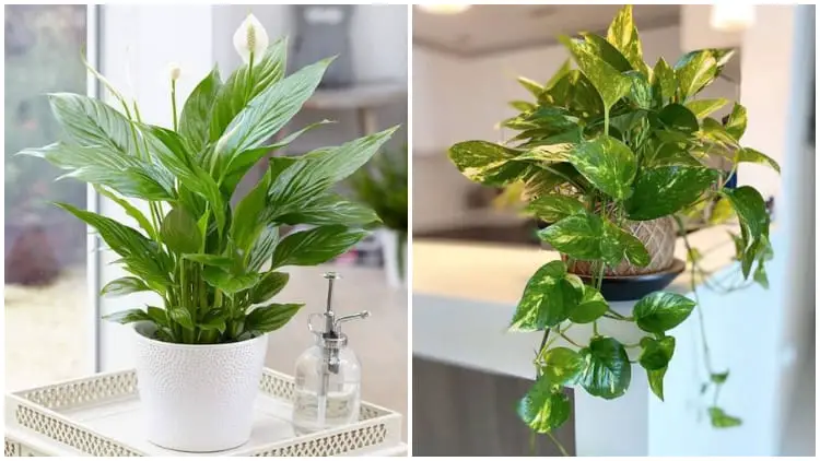 Top 13 Houseplants To Help You Sleep Better