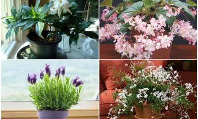 Top 14 Fragrant Houseplants