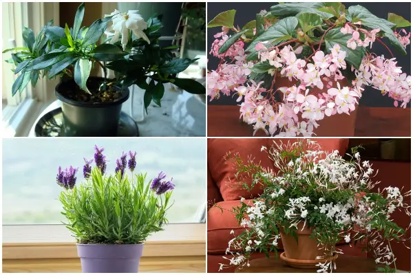 Top 14 Fragrant Houseplants