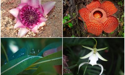 Top 16 Rare Flowers Around The World