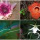 Top 16 Rare Flowers Around The World