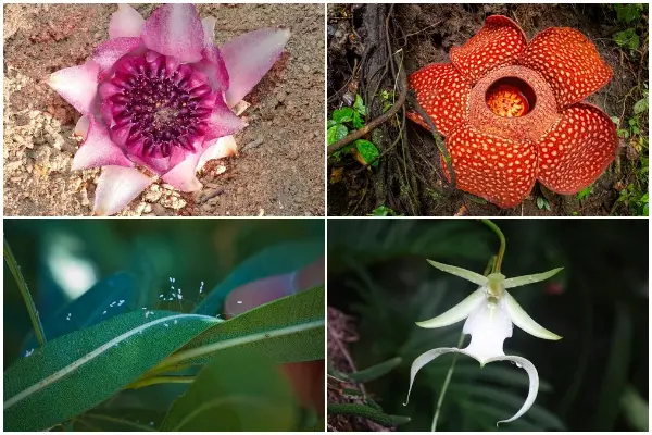 Top 16 Rare Flowers Around The World