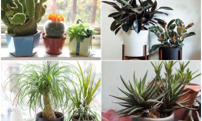 Tough Houseplants That Don't Need Water Throughout a Month