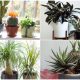 Tough Houseplants That Don't Need Water Throughout a Month