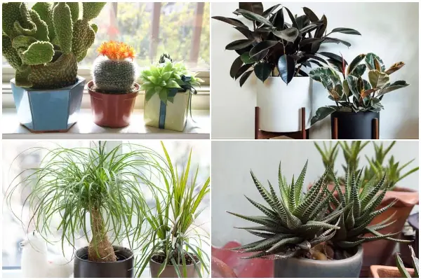 Tough Houseplants That Don't Need Water Throughout a Month