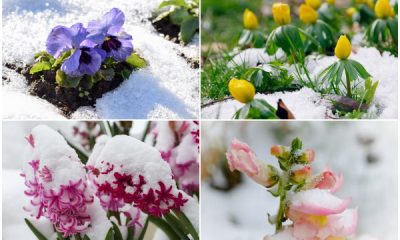 Toughest Flower Types That Bloom Beautiful on Frost Days