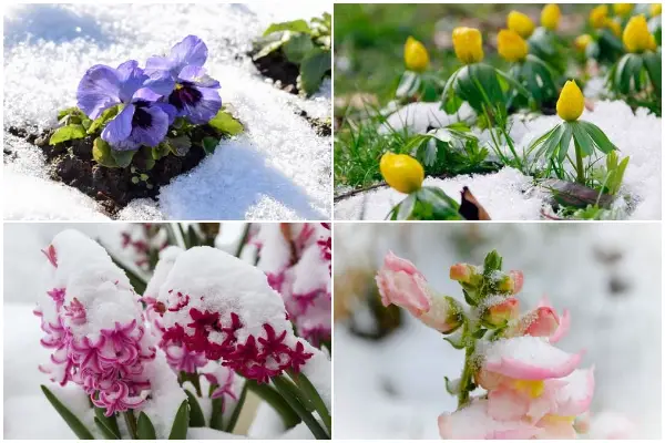 Toughest Flower Types That Bloom Beautiful on Frost Days