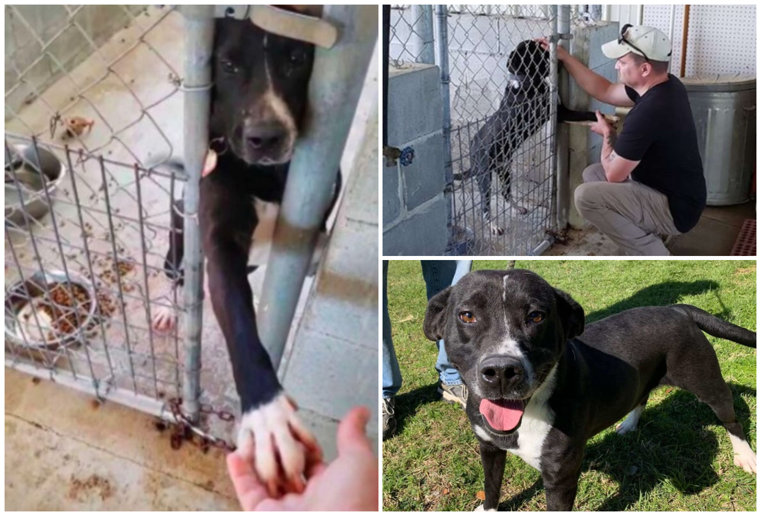 When the dog extended his paw to people passing by asking for help, a miracle took place.