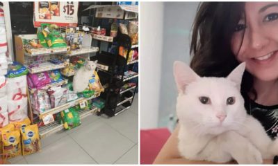 Woman Adopts Stray Cat Who Leads Her Into a Store and Asks for Food