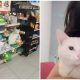 Woman Adopts Stray Cat Who Leads Her Into a Store and Asks for Food