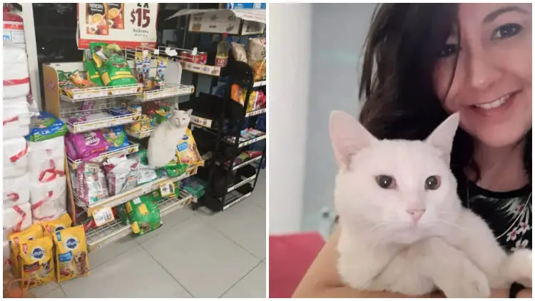 Woman Adopts Stray Cat Who Leads Her Into a Store and Asks for Food