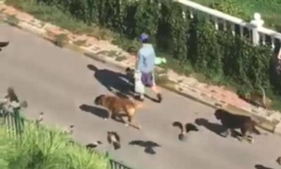 Woman Spotted Leading Parade Of Animals Down The Street In Turkey