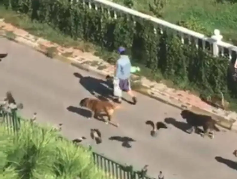 Woman Spotted Leading Parade Of Animals Down The Street In Turkey