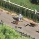 Woman Spotted Leading Parade Of Animals Down The Street In Turkey