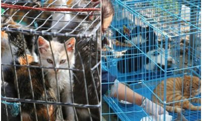 1,000 Cats in China Rescued from Being Sold as Meat