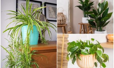 12 Best Houseplants to Grow on Cold Climate
