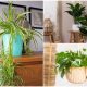 12 Best Houseplants to Grow on Cold Climate