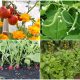 12 Best Plants That Grow Well with Tomatoes for a Better Harvest and Soil