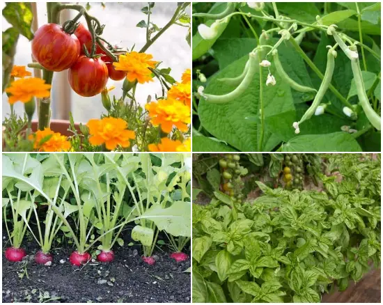 12 Best Plants That Grow Well with Tomatoes for a Better Harvest and Soil