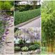 12 Popular Invasive Plants, But They Give for a Beautiful Look In Yard