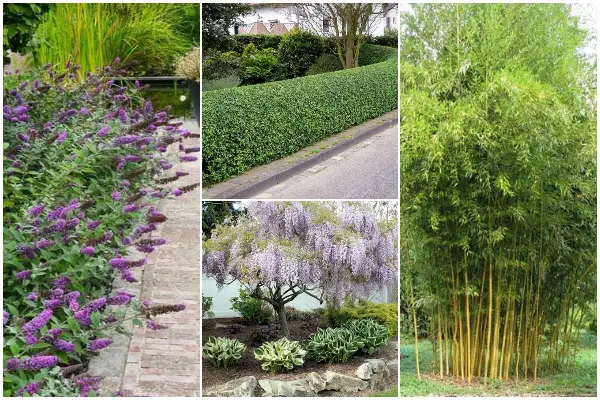 12 Popular Invasive Plants, But They Give for a Beautiful Look In Yard