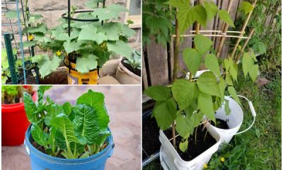 12 Veggies That Grow Well in 5 Gallon Buckets