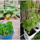 12 Veggies That Grow Well in 5 Gallon Buckets