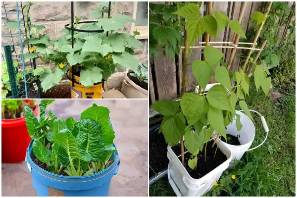 12 Veggies That Grow Well in 5 Gallon Buckets