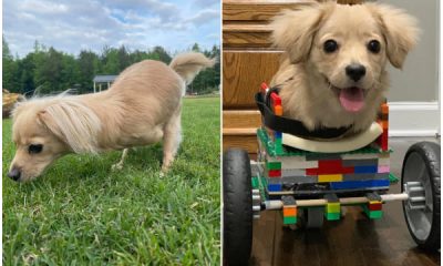 12-Year-Old Boy Makes Special Lego Wheelchair for Puppy with Two Legs