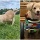 12-Year-Old Boy Makes Special Lego Wheelchair for Puppy with Two Legs