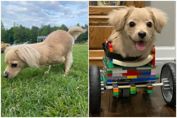 12-Year-Old Boy Makes Special Lego Wheelchair for Puppy with Two Legs