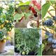 13 Best Fruits That Grow Well in Containers and Pots