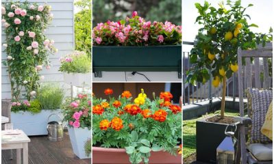 13 Plants That Grow Well on Balcony