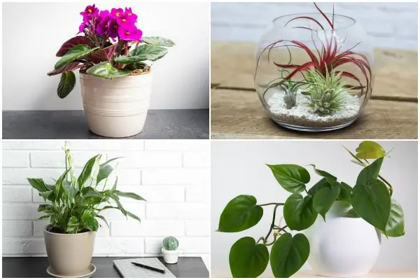 13 Stunning Plants for Office Desks