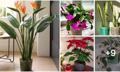 14 Best Beautiful Houseplants For Decorating Your Home