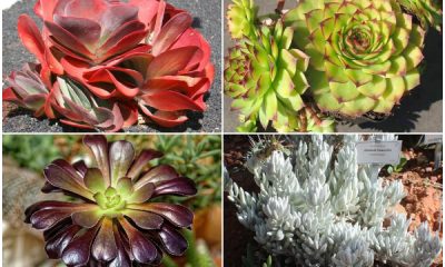 14 Best Beautiful Succulents to Liven Up Your Living Space
