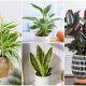 14 Easy-to-grow Houseplants for Beginners