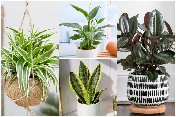 14 Easy-to-grow Houseplants for Beginners