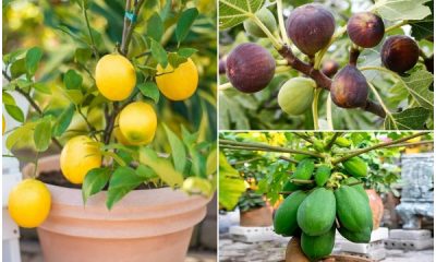 14 Fruit Trees for a Quickly Harvest