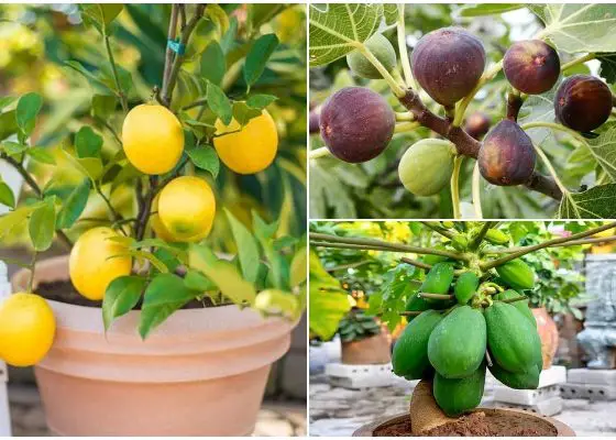 14 Fruit Trees for a Quickly Harvest