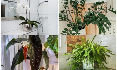 15 Best Houseplants for Your Bathroom