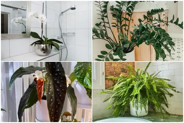 15 Best Houseplants for Your Bathroom