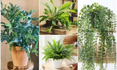 15 Different Fern Types to Grow Indoors