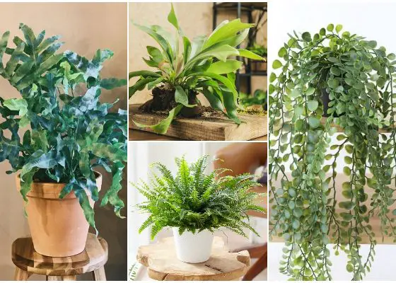 15 Different Fern Types to Grow Indoors